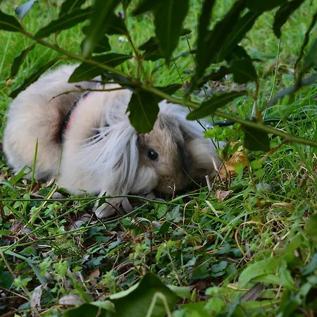Rurales Casa El Caminero * Merás